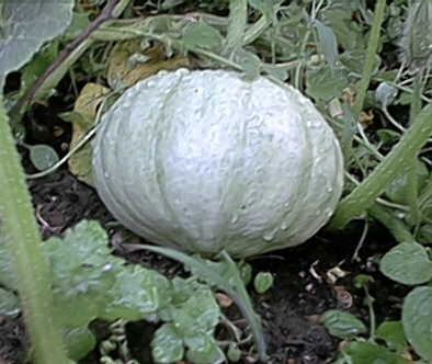 Pompeon Pumpkin (12 July)